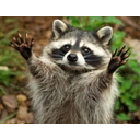 BlossomRacoon