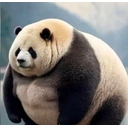 Fat Panda575