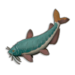 Raw Armoured Catfish