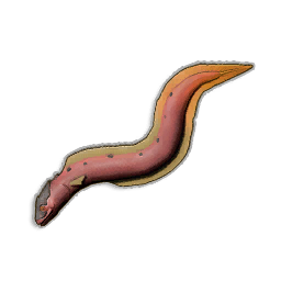 Raw Infernal Eel