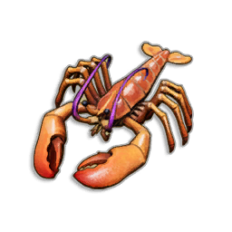 Pristine Lobster