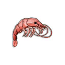Raw Shrimp