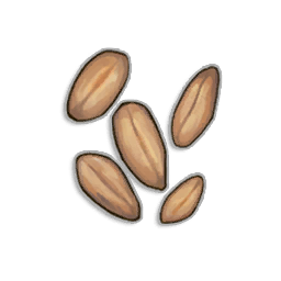 Wheat seeds