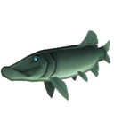 Pike