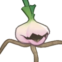 Garlic Seedling