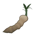 Sweet Root
