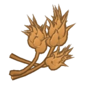 Wheat