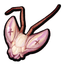 Orchid Mantis Head