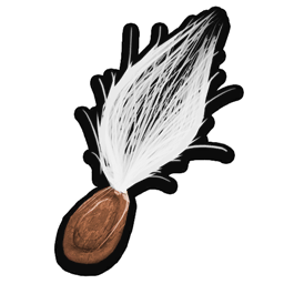 Milkweed Tuft