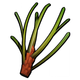 Pine Needle