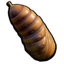 Pupa Hide