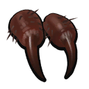 Wolf Spider Fang