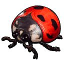 Ladybug icon
