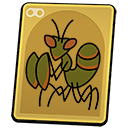 Praying Mantis Nymph