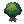 Apricot Tree Sapling