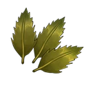 Black Thyme