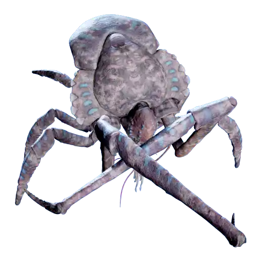 Dead Coral Crab