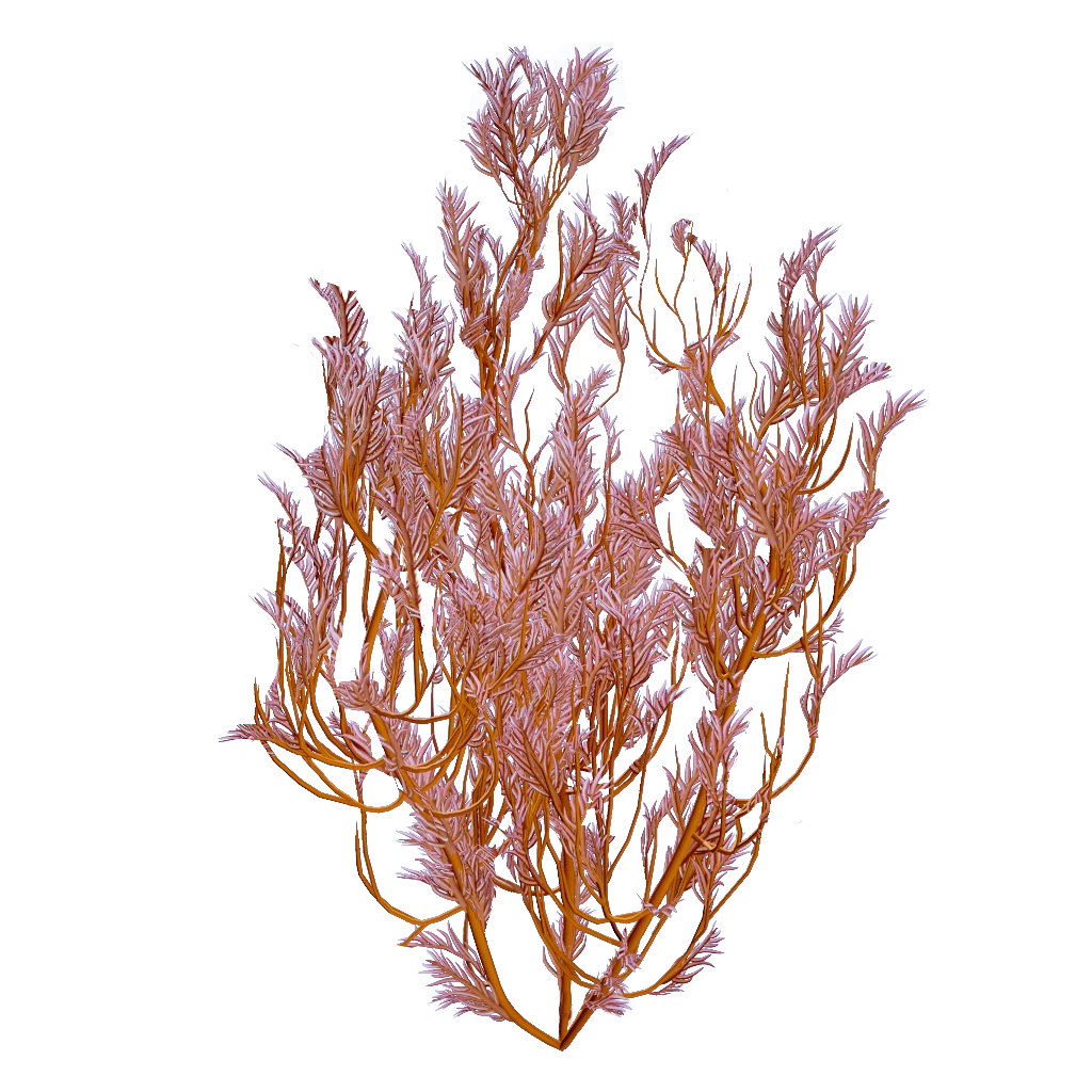 Fern Kelp